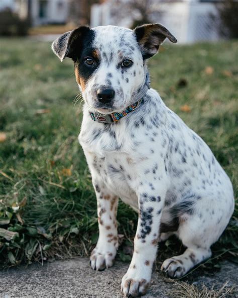 <strong>Texas Heeler Puppies</strong> For Sale Paws ‘N’ <strong>Pups</strong> has the most up-to-date listings of <strong>puppies</strong> for sale <strong>near</strong> you. . Texas heeler puppies near me
